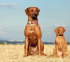 Rhodéský ridgeback fotka 1