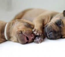 Rhodéský ridgeback fotka 5