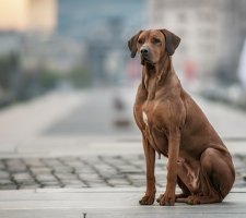 Rhodéský ridgeback fotka 9