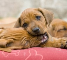 Rhodéský ridgeback fotka 2