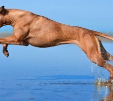 Rhodéský ridgeback fotka 3