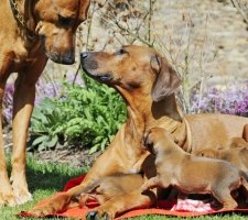 Rhodéský ridgeback fotka 4