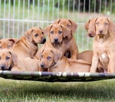Rhodéský ridgeback fotka 8