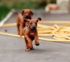 Rhodéský ridgeback fotka 7