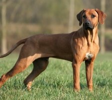 Rhodéský ridgeback fotka 6