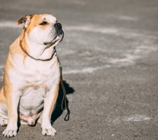 Fotografie z Ca de Beau