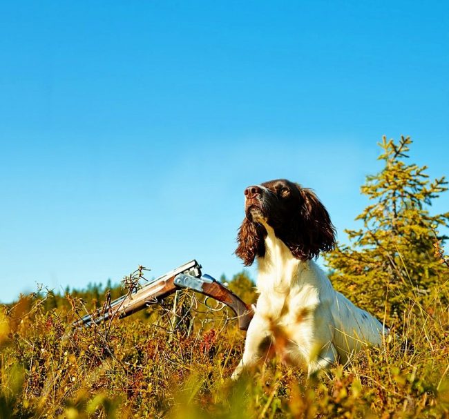 Dokonce i na létajícím letadle spaniels zaujmou postoj a myslí si, že je to hra Dokonce i na létajícím letadle spaniels zaujmou postoj a myslí si, že je to hra