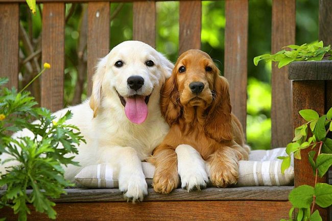 Dva vtipní malí přátelé - labrador a kokršpaněl Dva vtipní malí přátelé - labrador a kokršpaněl