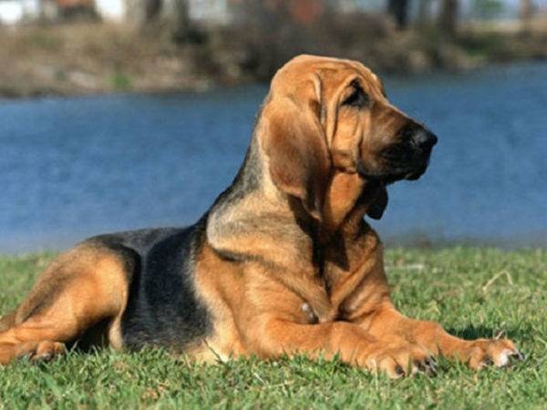 Bloodhound