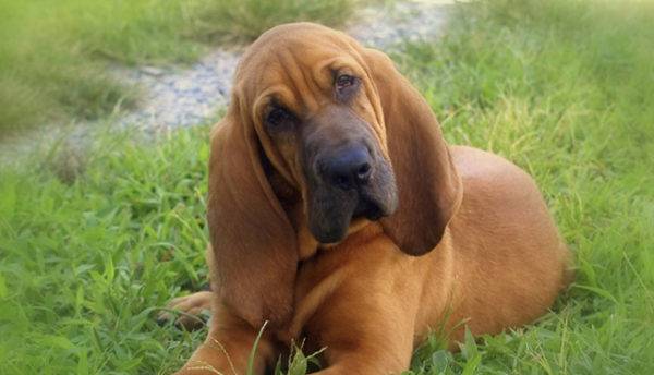 Bloodhound plemeno