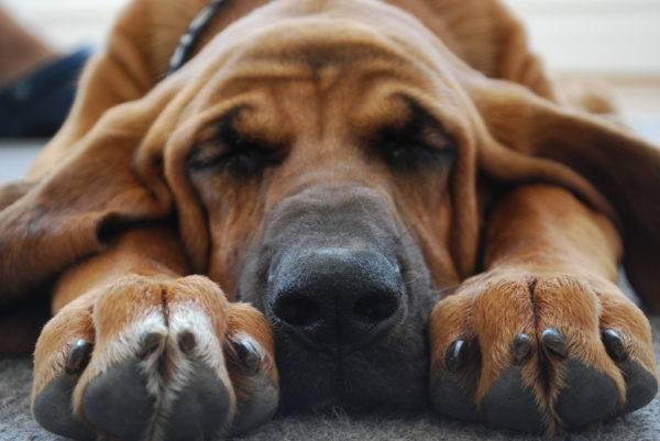 Bloodhound