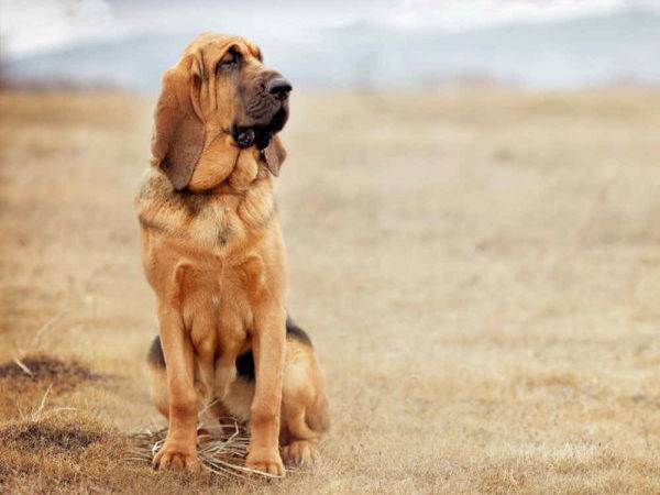 Bloodhound Dog