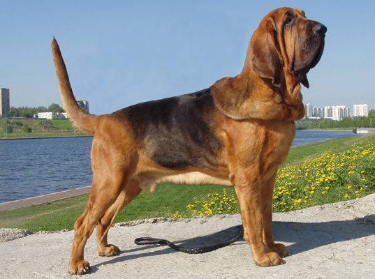 Black-red Bloodhound