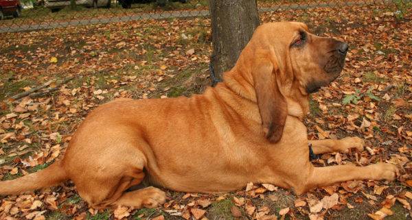 Red Bloodhound