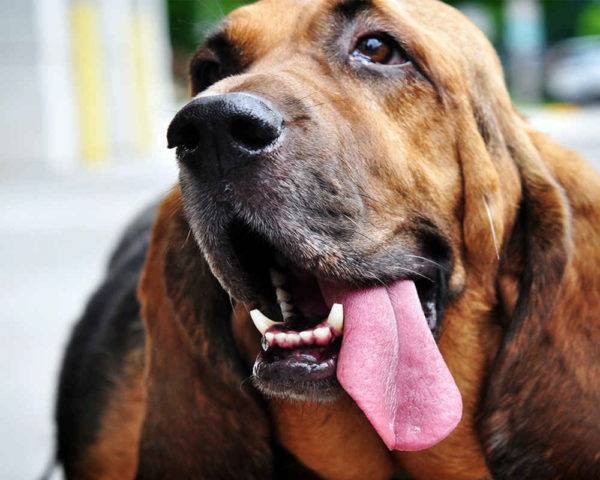 Bloodhound