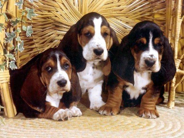 Bloodhound Puppies