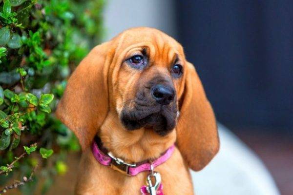 Bloodhound Puppy