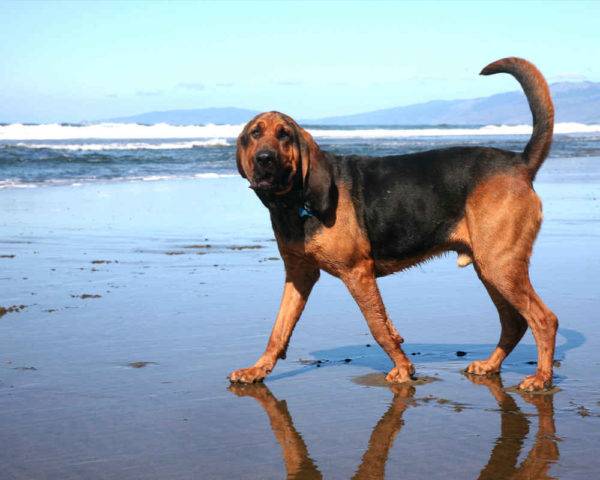 Bloodhound