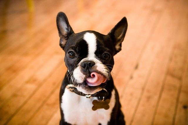 A bostonský teriér dokáže otáčet jazykem. A bostonský teriér dokáže otáčet jazykem.