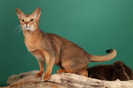 Ceylon Cat