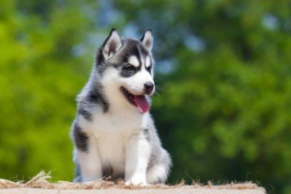 husky štěně