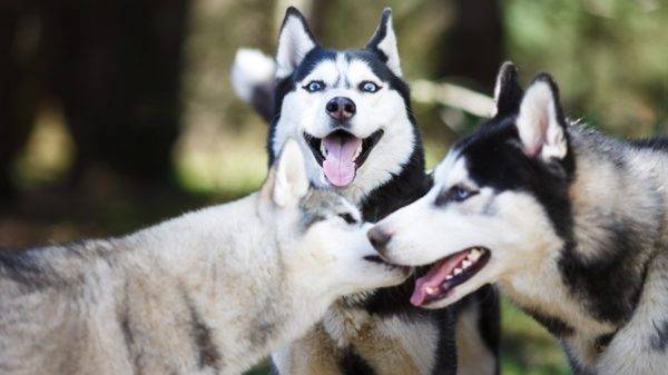 tři husky