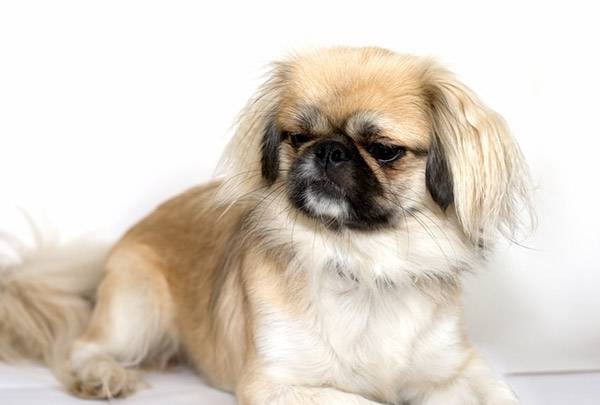 krásný Pekingese
