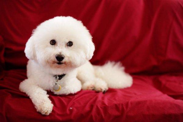 Bichon Frize (francouzský pes)