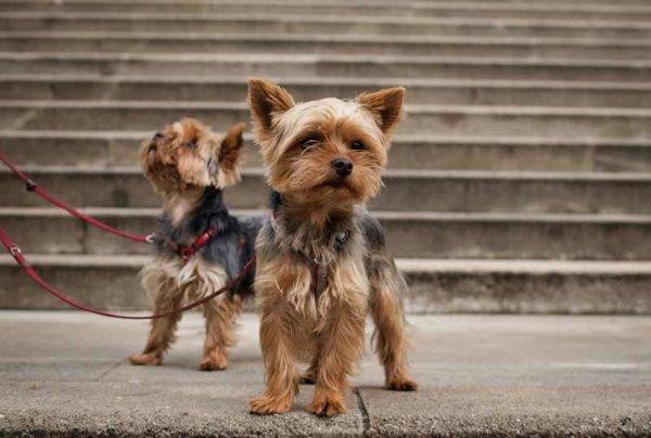 Yorkshire Terrier