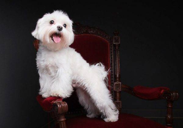 Maltský lapdog (maltština)