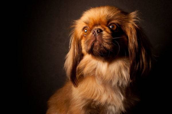 Pekingese