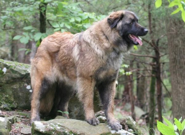 Estrel Shepherd Přečtěte si článek