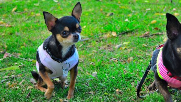 Funkce Chihuahua školení číst článek
