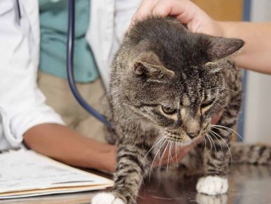 Návštěva kočky u veterináře