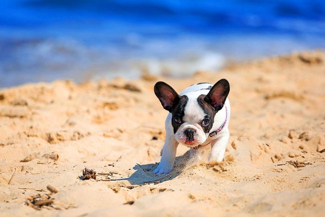Puppy frolics zábava na teplém písku
