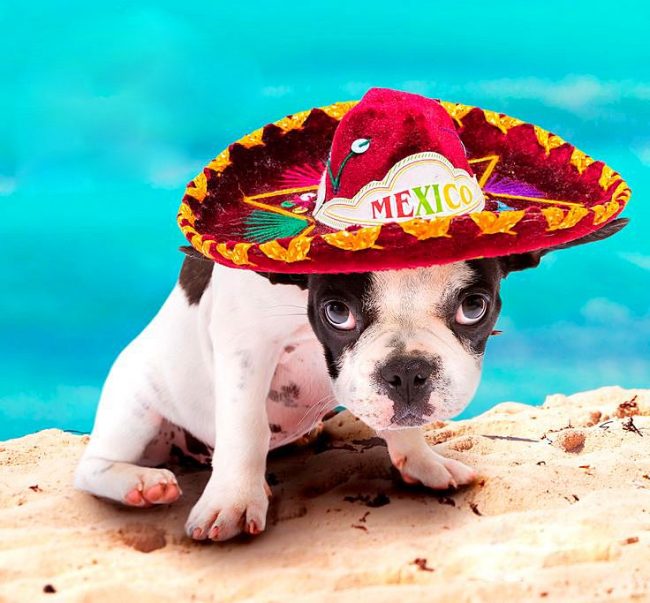 Mexické štěně Sombrero odpočívající na pláži