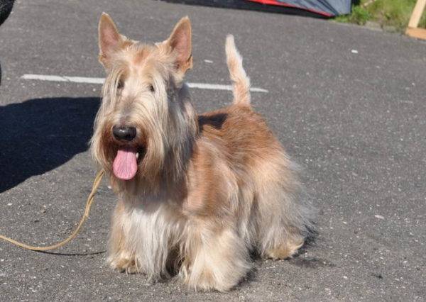 Scottish Terrier (skotský teriér)