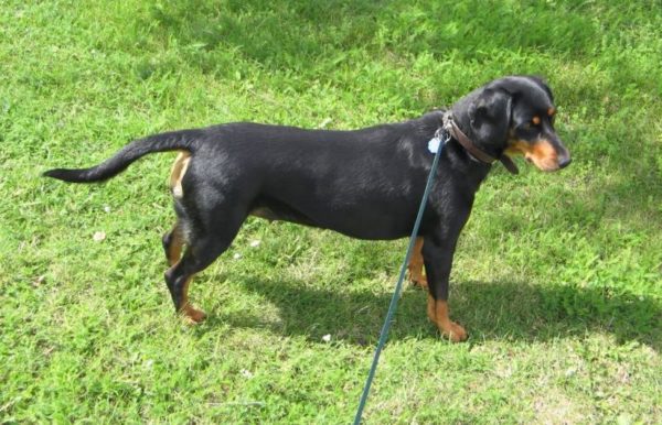 Smolanda hound chodí