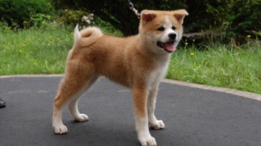Psí Yume plemeno Akita Inu