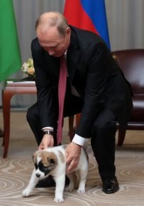Alabai věrný
