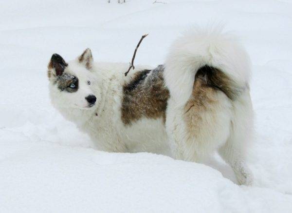 Yakut husky černé a bílé s červenými značkami