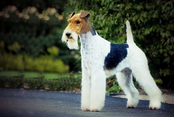 Wire Fox Terrier na procházku
