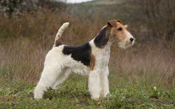 Wire Fox Terrier
