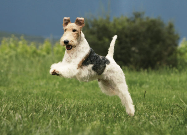 Popis plemene Wire Fox Terrier