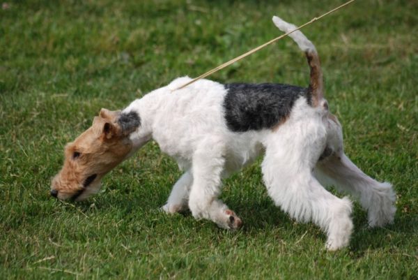 Wire Fox Terrier in nature