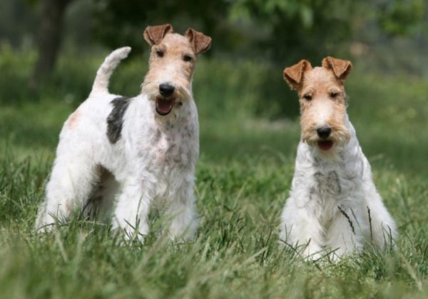 Wire Fox Terrier
