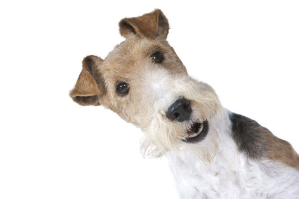 Wire Fox Terrier