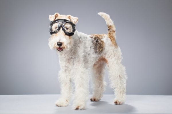 Wire Fox Terrier s brýlemi