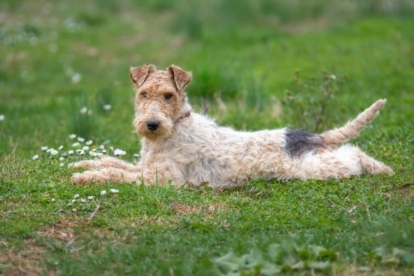Wire Fox Terrier odpočívá