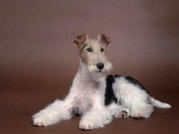 Wire Fox Terrier Lies